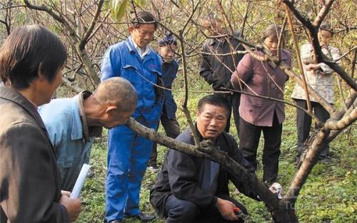 孫廣軍桃樹修剪最新視頻，技術(shù)觀點(diǎn)與解析實(shí)戰(zhàn)指南