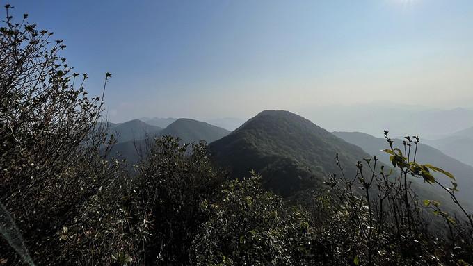 茶園規(guī)劃最新動態(tài)，小巷深處的綠色秘境與特色小店的獨特魅力