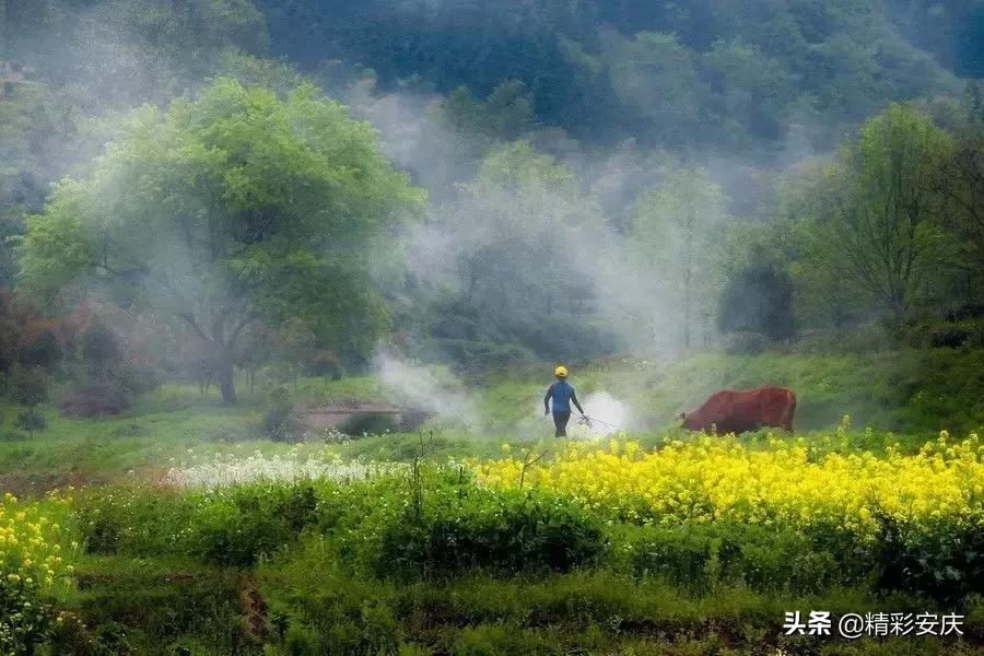 安慶市?？阪?zhèn)，最新動態(tài)揭秘小鎮(zhèn)溫馨日常與深厚情誼