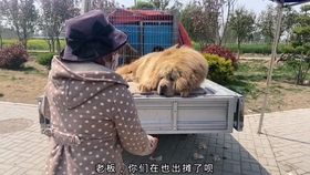 最新打豬犬出售，輕松探索自然美景之旅